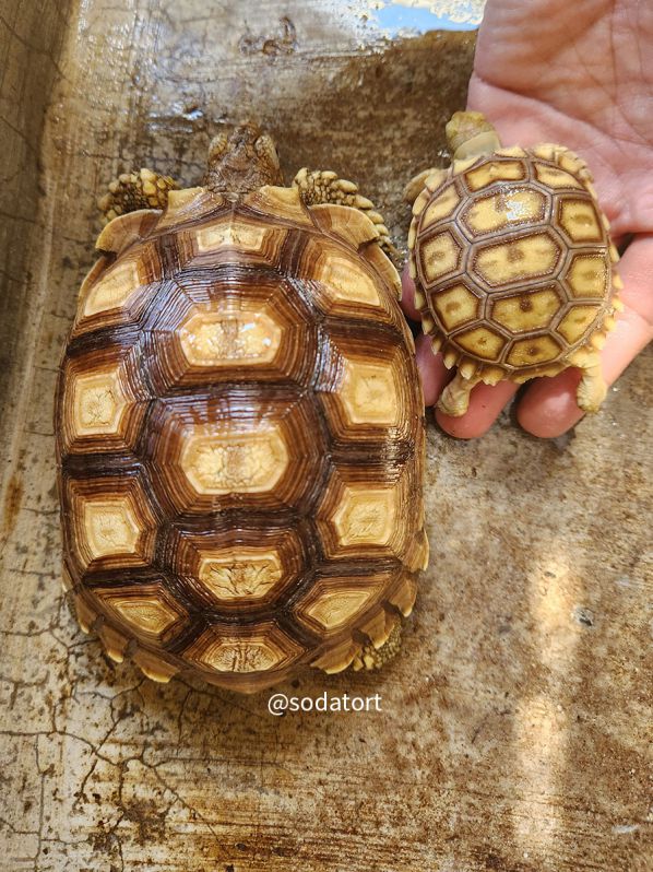 Available Sulcata Tortoises in the Philippines