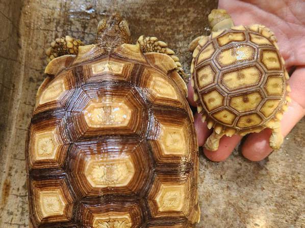 Sulcata tortoises for sale in the Philippines