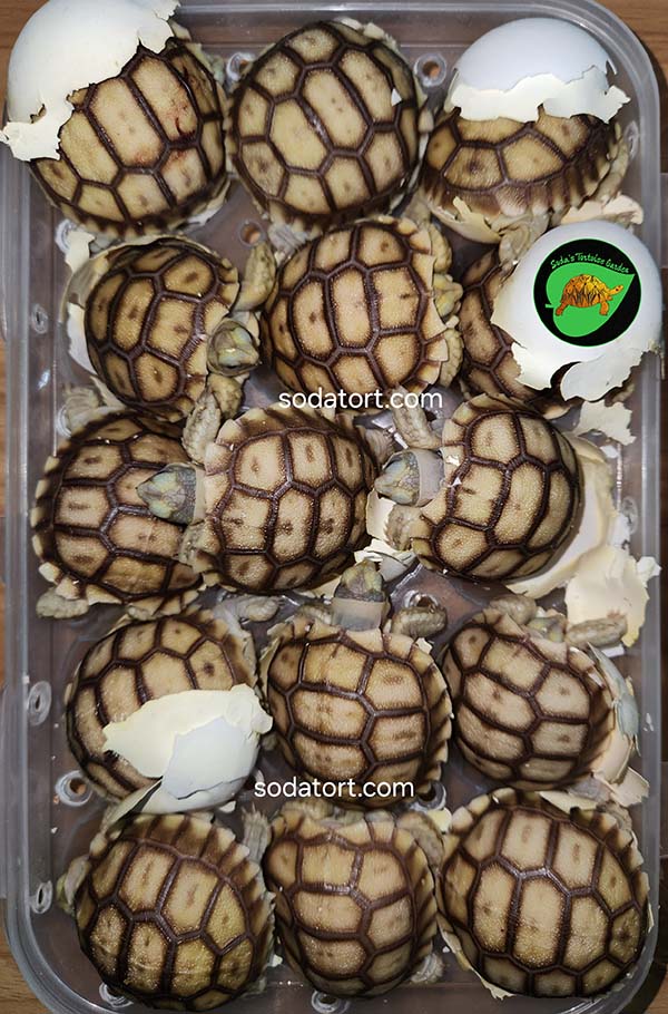 available sulcata tortoises in the philippines