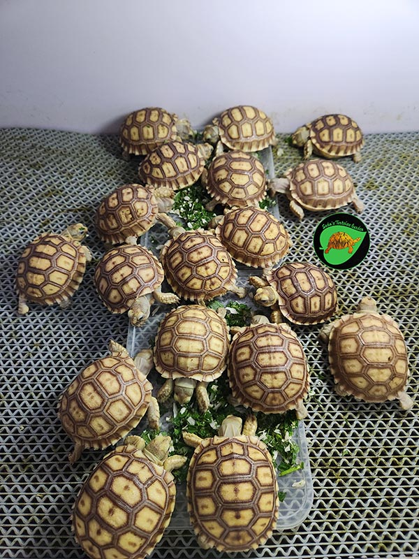 available sulcata tortoises in the philippines