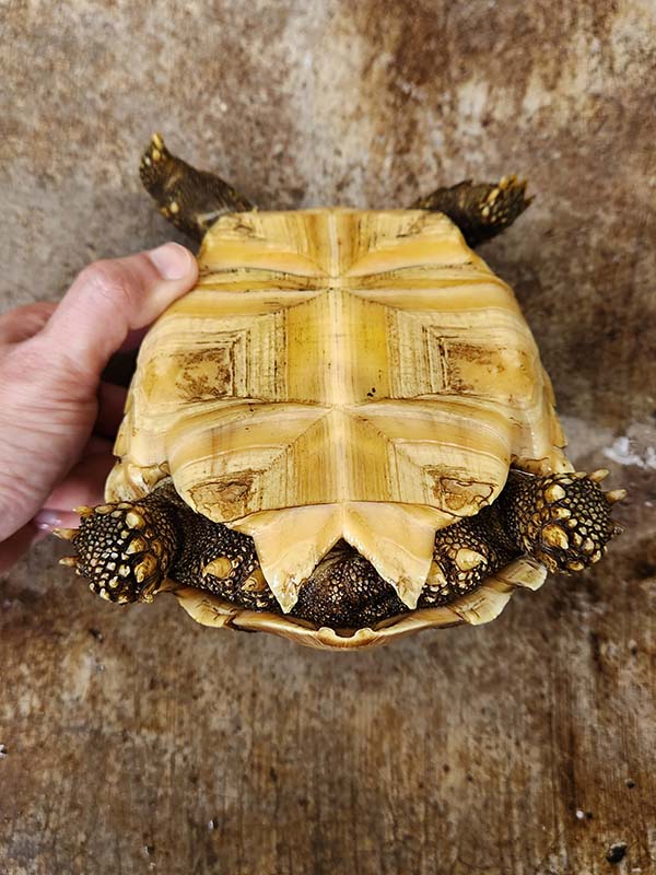 available sulcata tortoises in the philippines