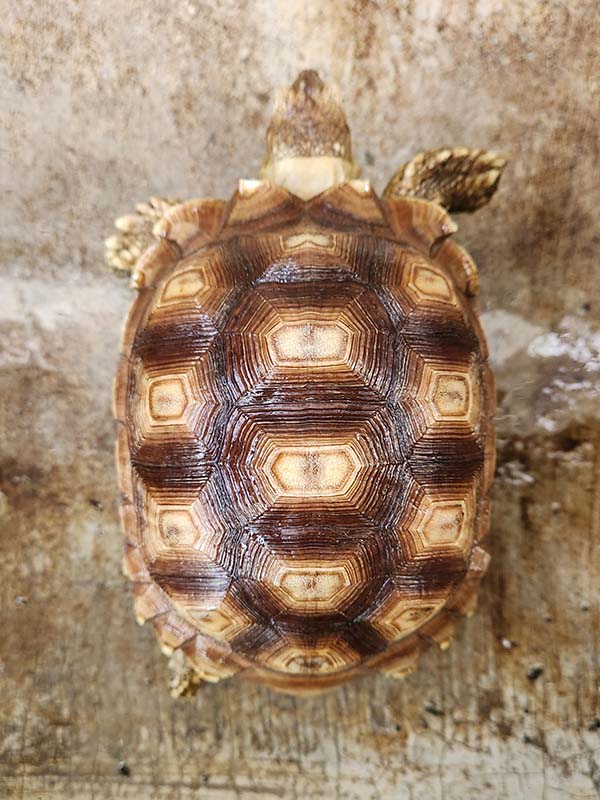 available sulcata tortoises in the philippines