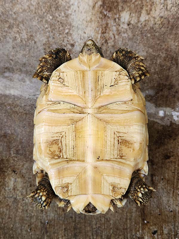 available sulcata tortoises in the philippines