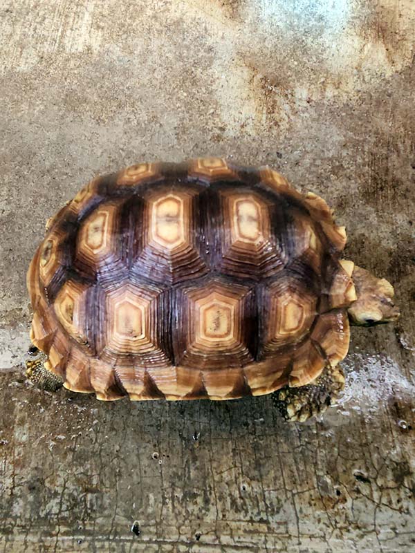 available sulcata tortoises in the philippines