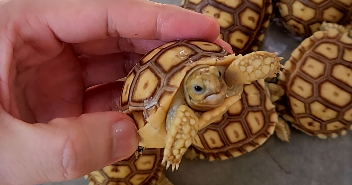 available sulcata tortoises in the philippines