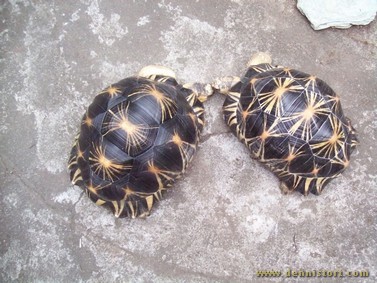 male and female adult radiated tortoise