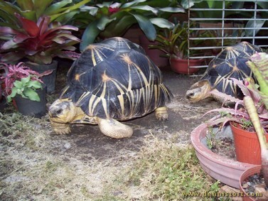 male and female adult radiated tortoise