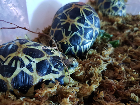 Radiated tortoise on substrate