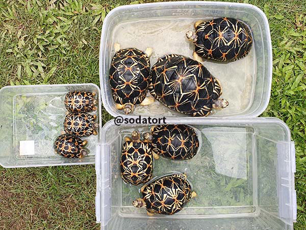 Soaking tortoises in shallow water