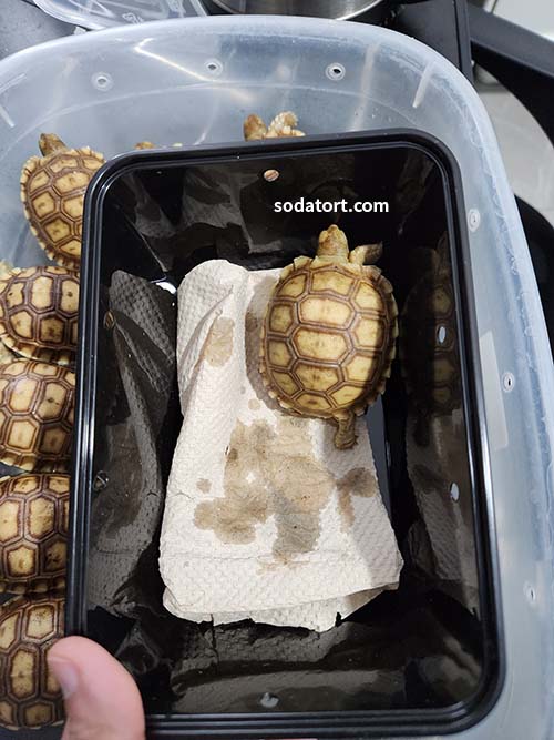 available sulcata tortoises in the philippines