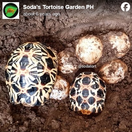 2 radiated tortoises with eggs