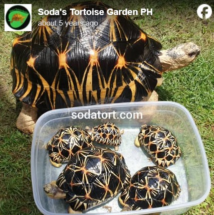 soda the radiated tortoise with babies