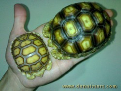 sulcata april 2007