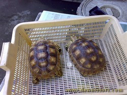 sulcata april 2008