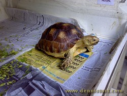 sulcata aug 2008