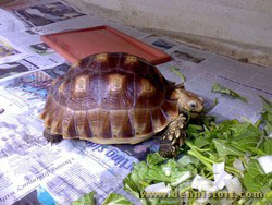 sulcata march 2009