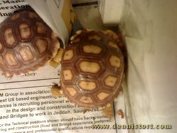 sulcata may 2007