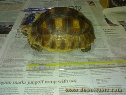 sulcata may 2008