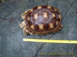 sulcata may 2009