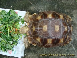 sulcata Nov 2009