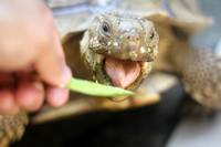 Mocha the Sulcata Tortoise