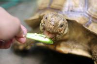 Mocha the Sulcata Tortoise