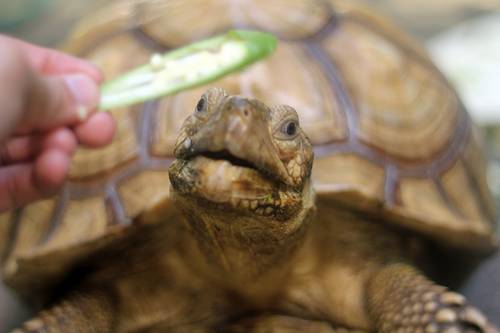 Mocha the Sulcata Tortoise