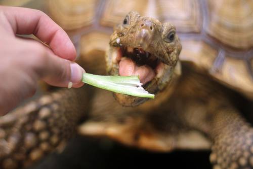 Mocha the Sulcata Tortoise