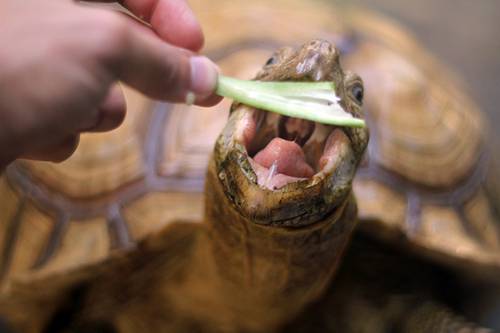 Mocha the Sulcata Tortoise