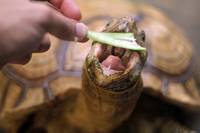 Mocha the Sulcata Tortoise