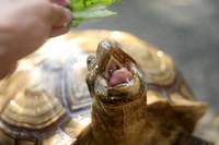 Mocha the Sulcata Tortoise