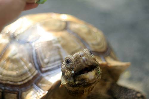 Mocha the Sulcata Tortoise