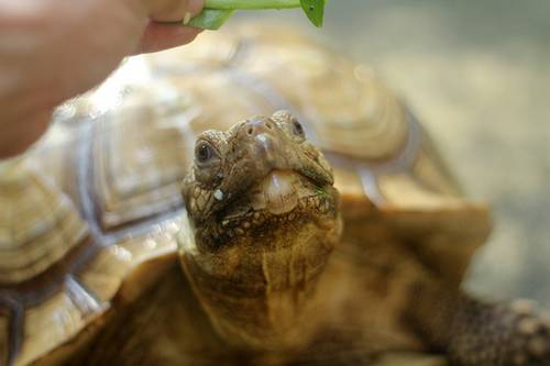 Mocha the Sulcata Tortoise