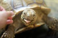 Mocha the Sulcata Tortoise