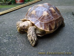 sulcata