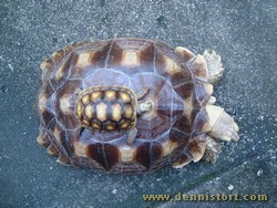 sulcata redfoot