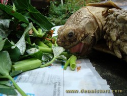 sulcata eating