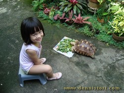 sulcata eating