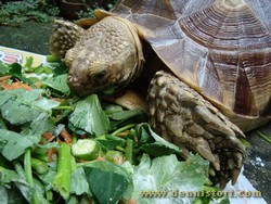 sulcata eating