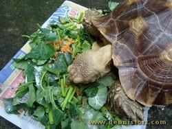 sulcata eating