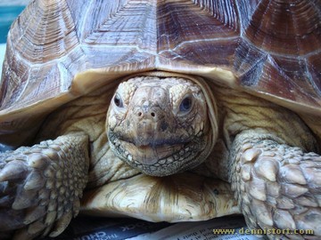 sulcata mocha