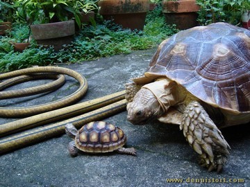 sulcata mocha