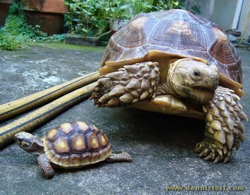 sulcata mocha