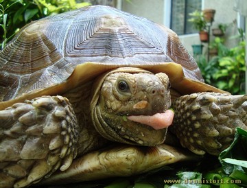 sulcata mocha