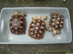 sulcata group