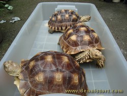 sulcata group