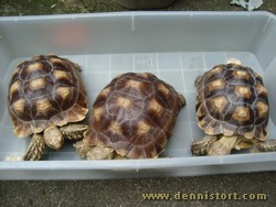 sulcata group