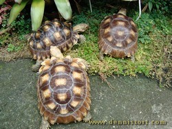 sulcata group