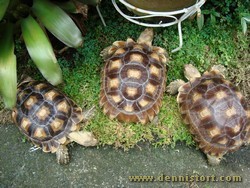 sulcata group