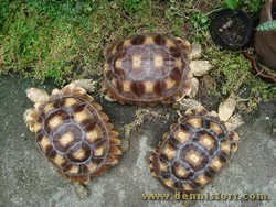 sulcata group